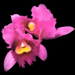 Orchid Orchid