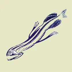 The Squid