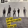 The Animals Is Here