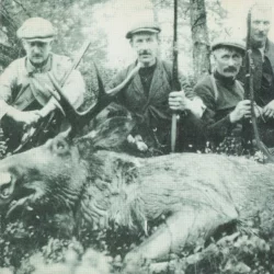 In a Field of Moose In a Field of Moose
