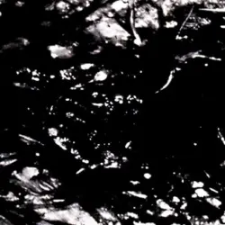 Presences of Absences