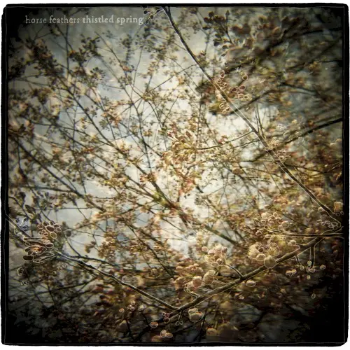 Thistled Spring