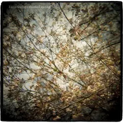Thistled Spring