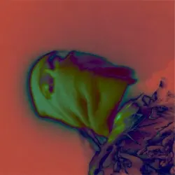 AMBER