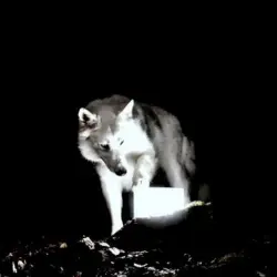 Surveillance