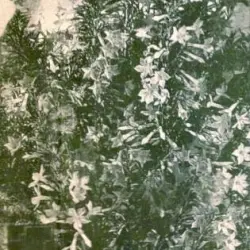 Grass Ceiling
