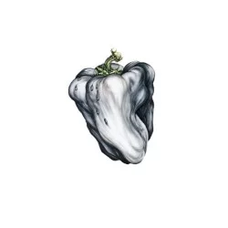 White Pepper White Pepper