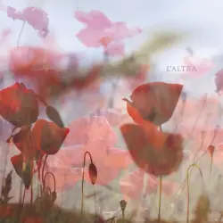 In the Afternoon