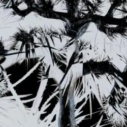 Plastic Tree