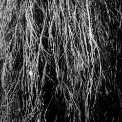 Nocturnal Rainforest