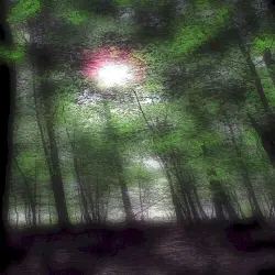 Time Forest