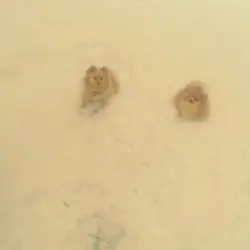 Battles in the Snow
