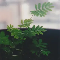 Music for Mimosa Pudica & Codariocalyx