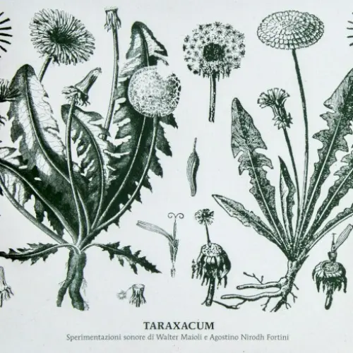 Taraxacum