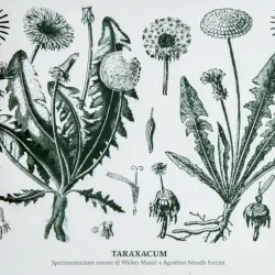 Taraxacum