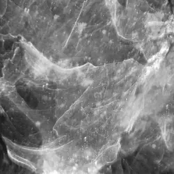 Wolf’s Milk