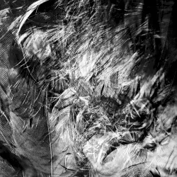 Wings on Fire