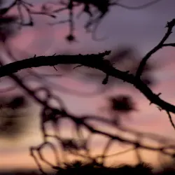 Another Perception I