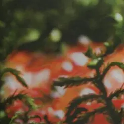 Bird People / Waterflower