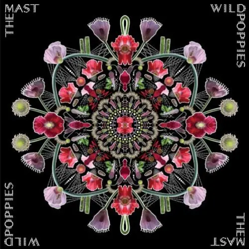 Wild Poppies