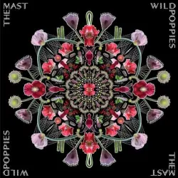 Wild Poppies
