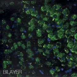 Bilayer