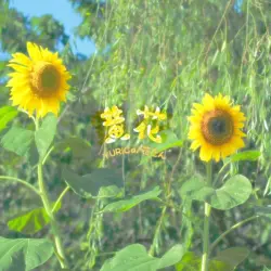 黄花