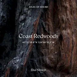 Atlas Of Sound - Coast Redwoods - 41°32'09.8"N 124°04'35.5"W