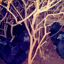 Animal Magnetism