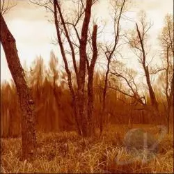 Branches