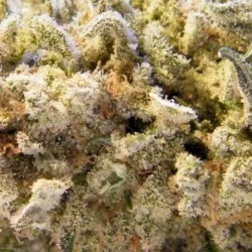 Marijuana