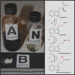 DMT