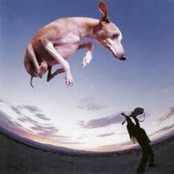Flying Dog Flying Dog