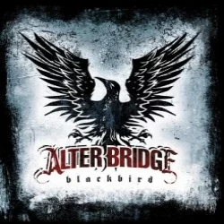 Blackbird Blackbird
